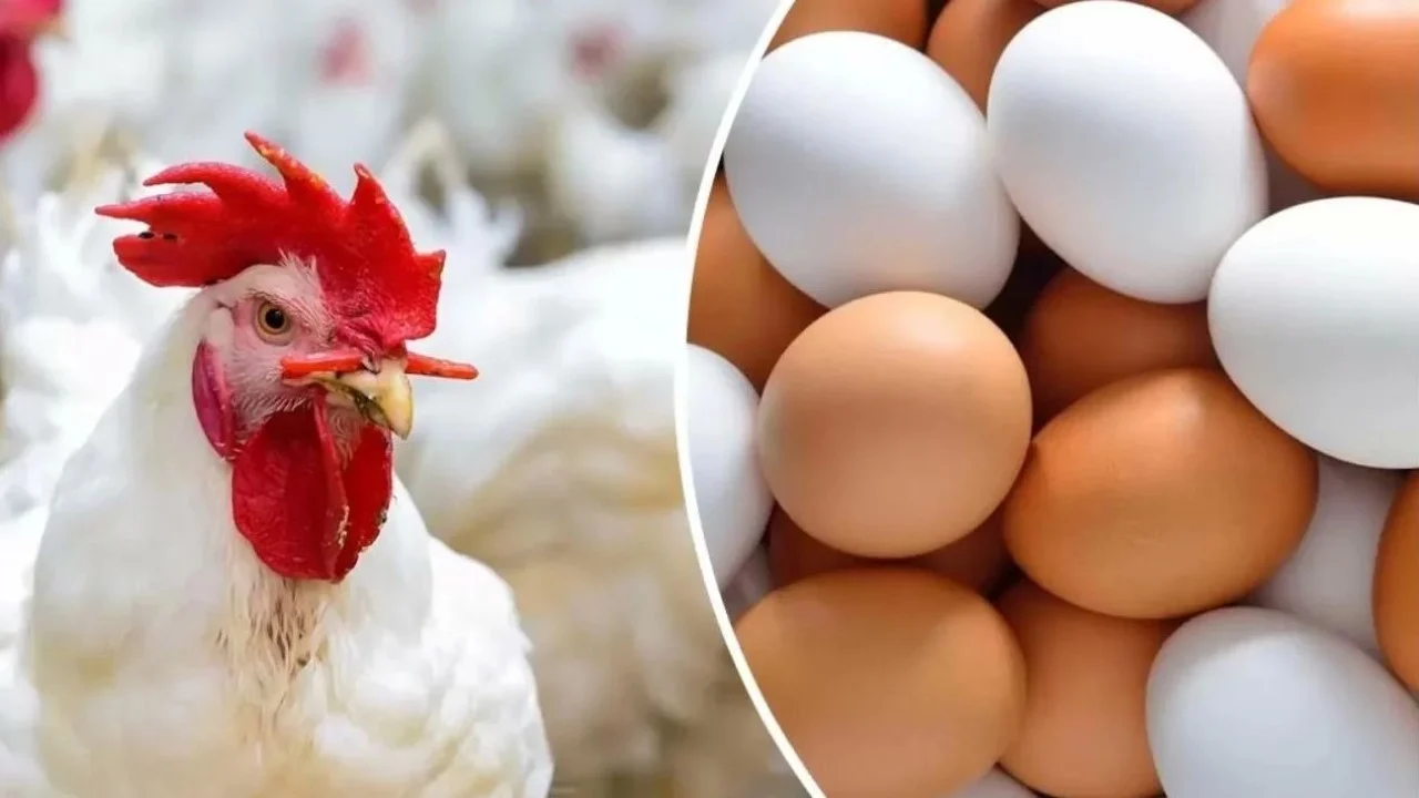 الفرخة بكام؟.. أسعار الدواجن اليوم الجمعة 9 أغسطس 2024